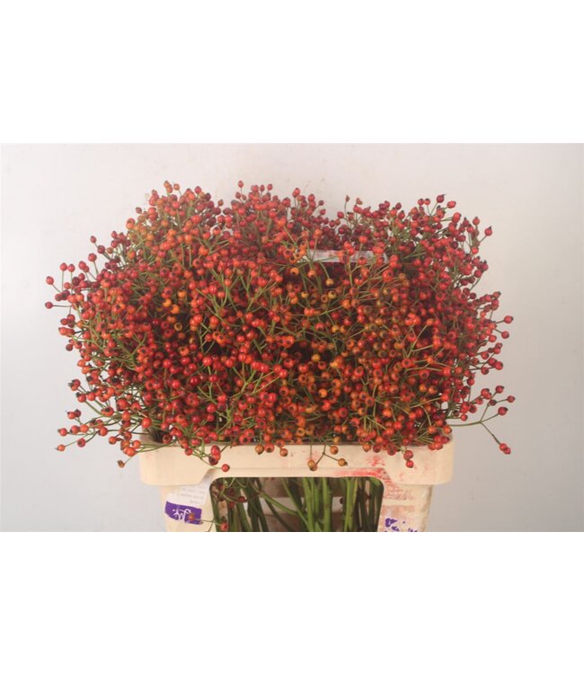 Rosa Autumn Splash ( x 10 )