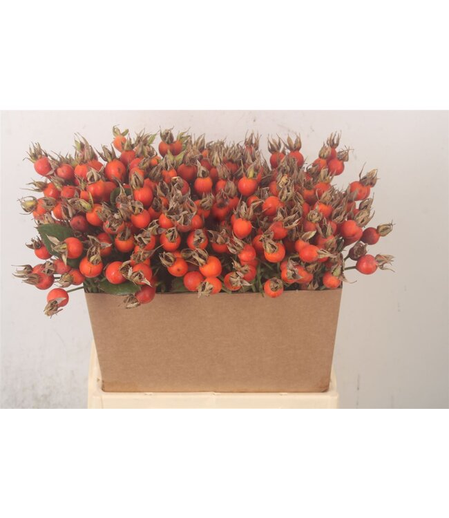 Rosa Pumpkin Orange ( x 50 )