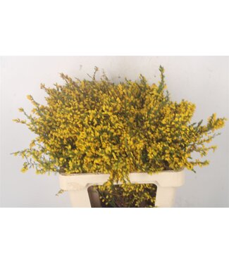 SLF Erica All Gold ( New ) ( x 10 )