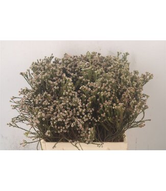 SLF Kaaps Staavia ( x 10 )