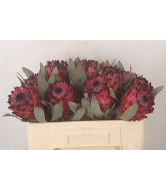 SLF Protea Ma Red Beauty ( x 5 )