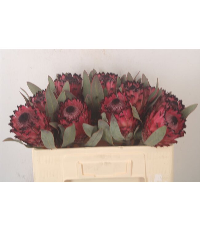 Protea Ma Red Beauty ( x 5 )