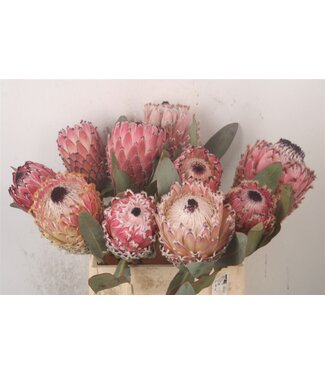 SLF Protea Magnifica ( x 5 )