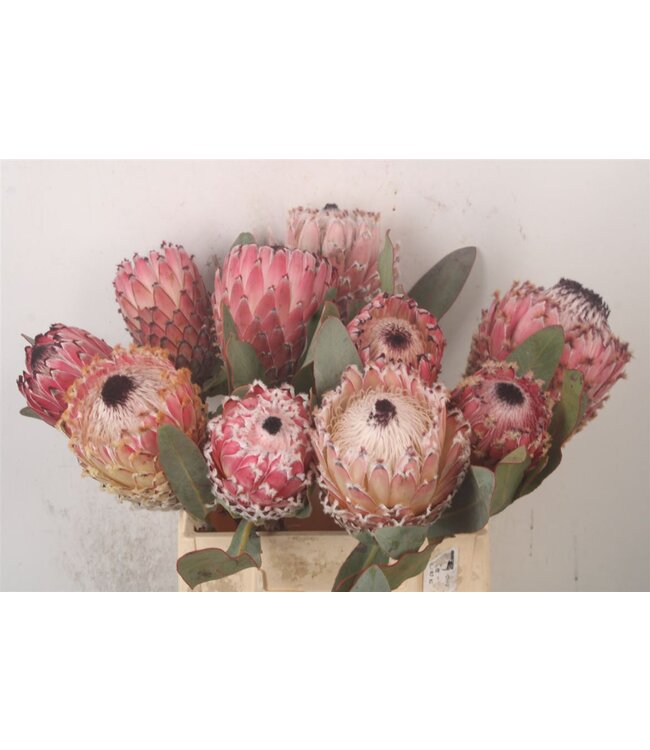 Protea Magnifica ( x 5 )
