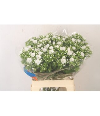 SLF Phlox Whitecap ( x 50 )