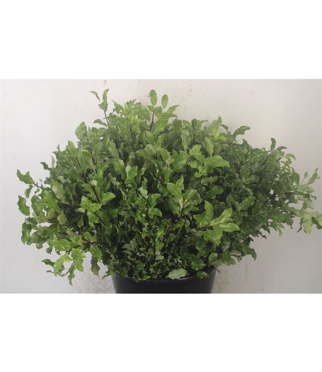 Pittosporum Green ( x 5 )