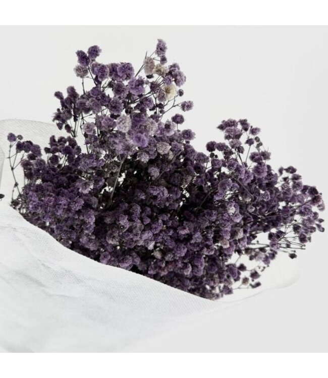 Gypsophile préservée bleu lavande | Gypsophila préservée fleurs séchées | Poids ± 100 grammes | Longueur 65 ± centimètres | À commander par bouquet