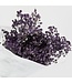Lavender Blue Preserved Baby's Breath | Preserved Gypsophila Dried Flowers | Weight ± 100 grams | Length 65 ± centimetres | Available per bunch