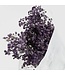 Lavender Blue Preserved Baby's Breath | Preserved Gypsophila Dried Flowers | Weight ± 100 grams | Length 65 ± centimetres | Available per bunch