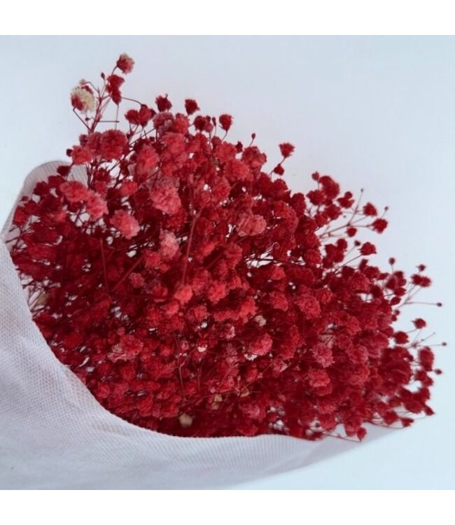 Gypsophile préservée rouge | Gypsophile préservée fleurs séchées | Poids ± 100 grammes | Longueur 65 ± centimètres | À commander par bouquet