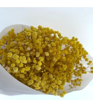 Gypsophile préservée jaune | Gypsophila préservée fleurs séchées | Poids ± 100 grammes | Longueur ± 65 centimètres | Par bouquet