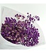 Gypsophile préservée violette | Gypsophile préservée fleurs séchées | Poids ± 100 grammes | Longueur 65 ± centimètres | À commander par bouquet