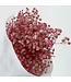 Gypsophile préservée rose clair | Fleurs séchées Gypsophila préservées | Poids ± 100 grammes | Longueur ± 65 centimètres | À commander par bouquet
