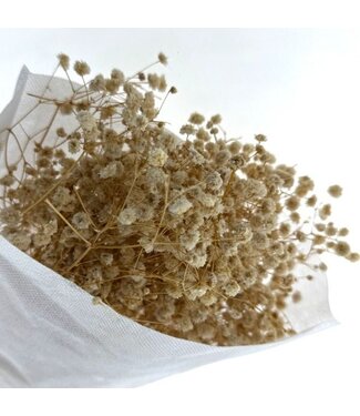Gypsophile naturel préservé blanc | Gypsophila préservée fleurs séchées | Poids ± 100 grammes | Longueur 65 ± centimètres | Par bouquet