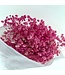 Gypsophile rose préservée | Gypsophila préservée fleurs séchées | Poids ± 100 grammes | Longueur 65 ± centimètres | À commander par bouquet