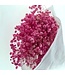 Gypsophile rose préservée | Gypsophila préservée fleurs séchées | Poids ± 100 grammes | Longueur 65 ± centimètres | À commander par bouquet