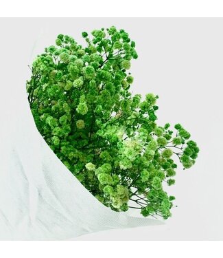 Gypsophile préservée verte | Gypsophile préservée fleurs séchées | Poids ± 100 grammes | Longueur 65 ± centimètres | Par bouquet