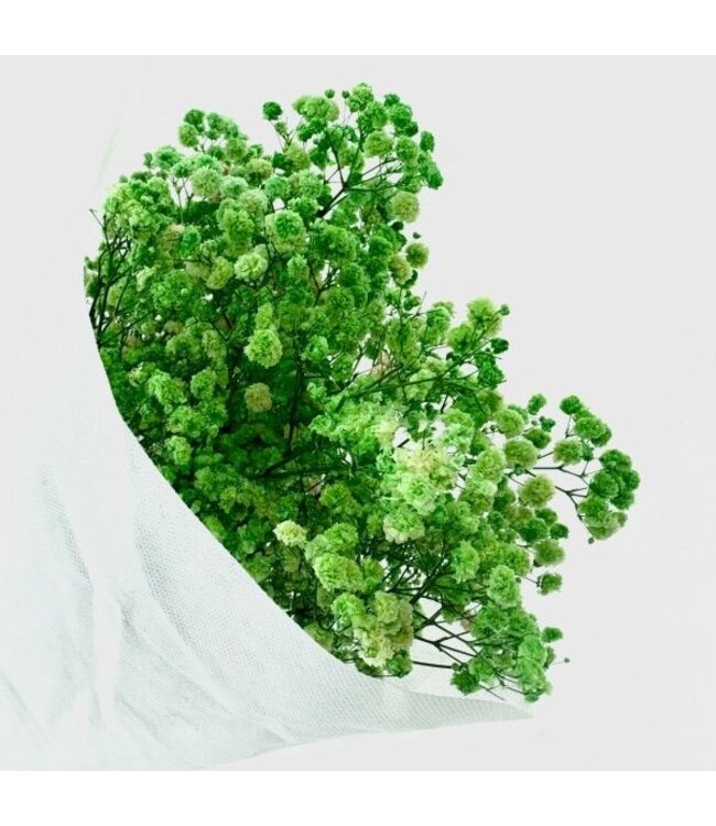 Gypsophile préservée verte | Gypsophila préservée fleurs séchées | Poids ± 100 grammes | Longueur 65 ± centimètres | À commander par bouquet