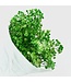Gypsophile préservée verte | Gypsophila préservée fleurs séchées | Poids ± 100 grammes | Longueur 65 ± centimètres | À commander par bouquet