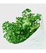 Gypsophile préservée verte | Gypsophila préservée fleurs séchées | Poids ± 100 grammes | Longueur 65 ± centimètres | À commander par bouquet