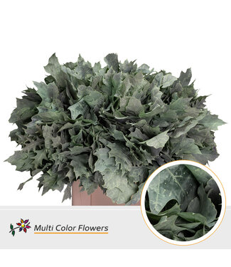 SLF Quercus Rubra Frosted Mint ( x 20 )