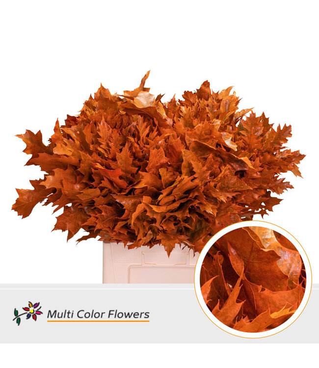 Quercus Rubra Frosted Oranje ( x 20 )