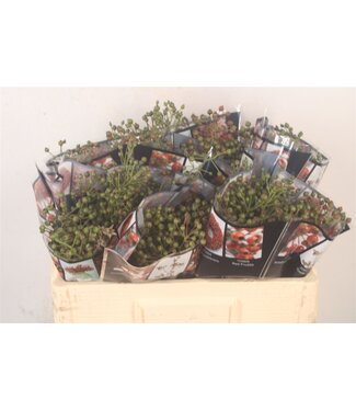 SLF Rosa Autumn Rosefruits ( Green ) ( x 20 )