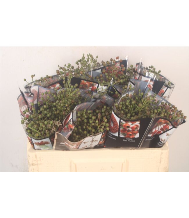 Rosa Autumn Rosefruits ( Green ) ( x 20 )