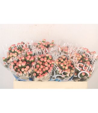 SLF Hyp Coco Tiamo ( x 10 )