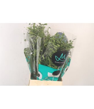 SLF Siergras Chasmantium Mantis ( x 50 )