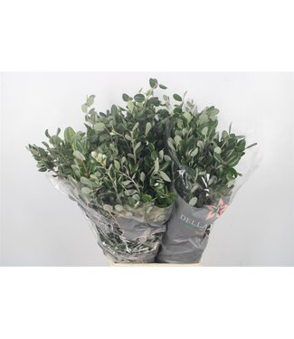 SLF Pitto Ralphi Per Bunch 400 Gram ( x 10 )