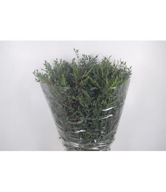 SLF Euc Parvifolia Per Bunch 400 Gram Ex ( x 5 )