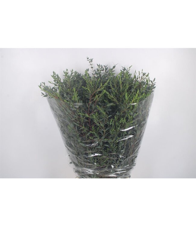Euc Parvifolia Per Bunch 400 Gram Ex ( x 5 )
