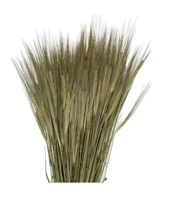 Droogbloem Gerst 50cm ( x 5 )