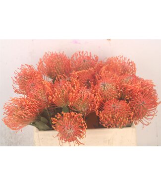 SLF Leuco Ayoba Man Zest ( x 10 )