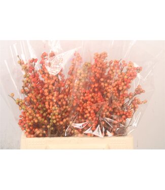 SLF Ilex Mag Daydream ( x 10 )