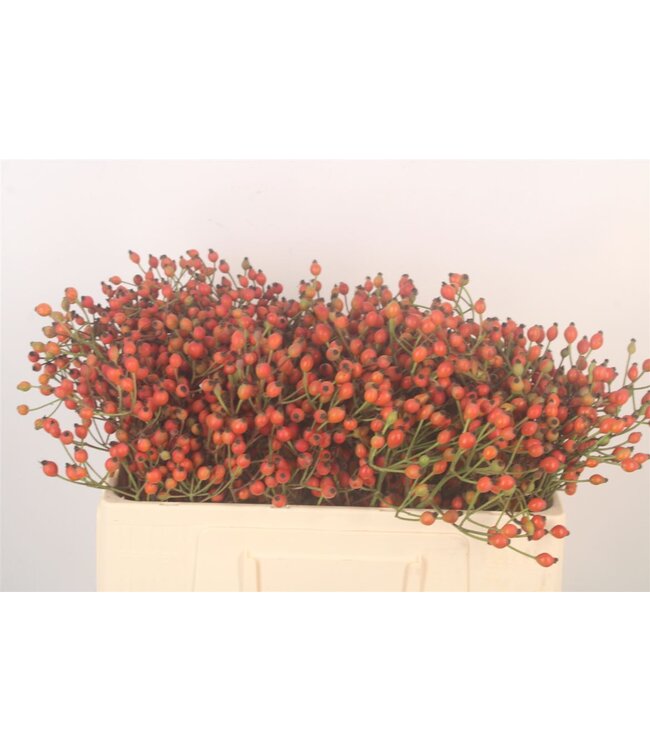 Rosa Mag Miracle ( x 25 )