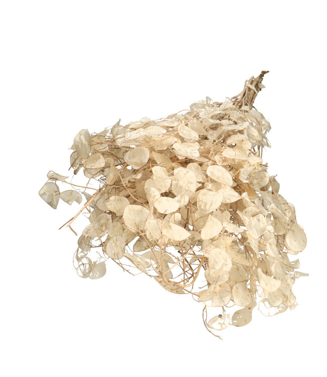 Droogbloem Lunaria 90cm ( x 1 )