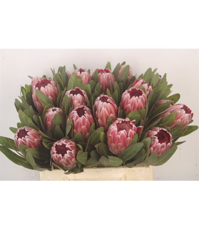 Protea Pink Ice X20 ( x 20 )