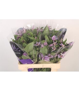 SLF Clematis Star River Lila ( x 10 )