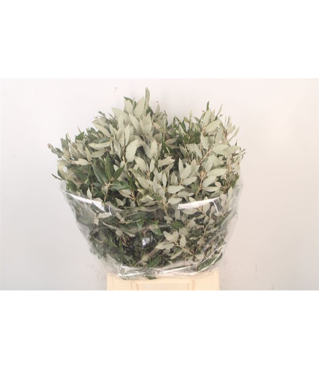 Steeneik Per Bunch ( x 5 )