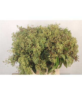 SLF Liguster Troen Per Bunch ( x 5 )