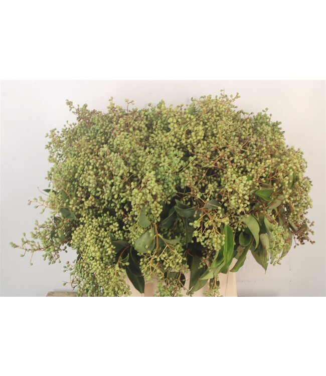 Liguster Troen Per Bunch ( x 5 )