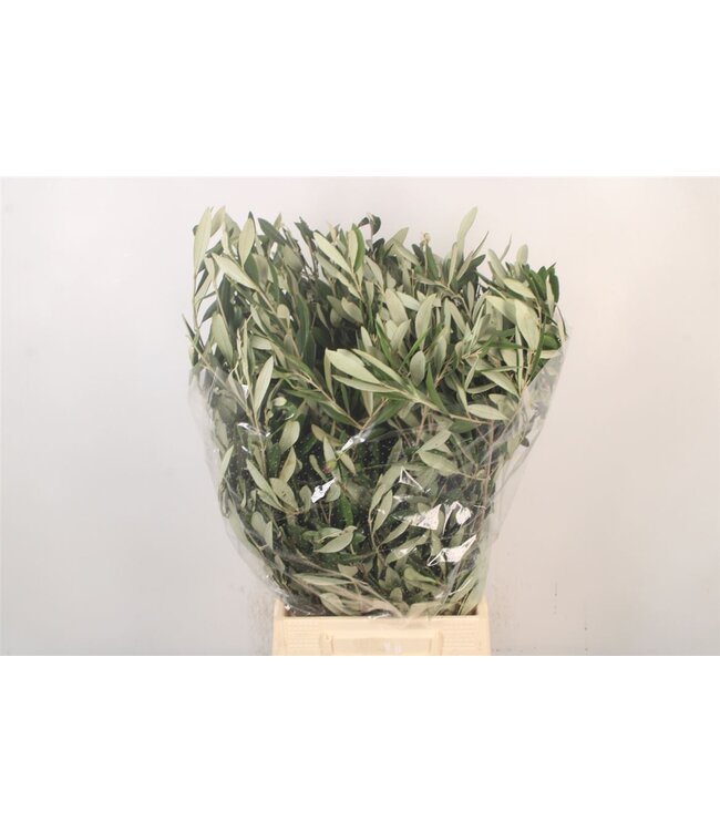 Olijf Per Bunch 200 Gram ( x 5 )