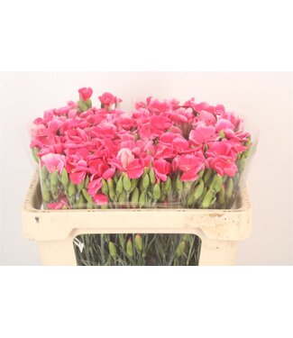 SLF Di Symply Cherry Cerise ( x 20 )