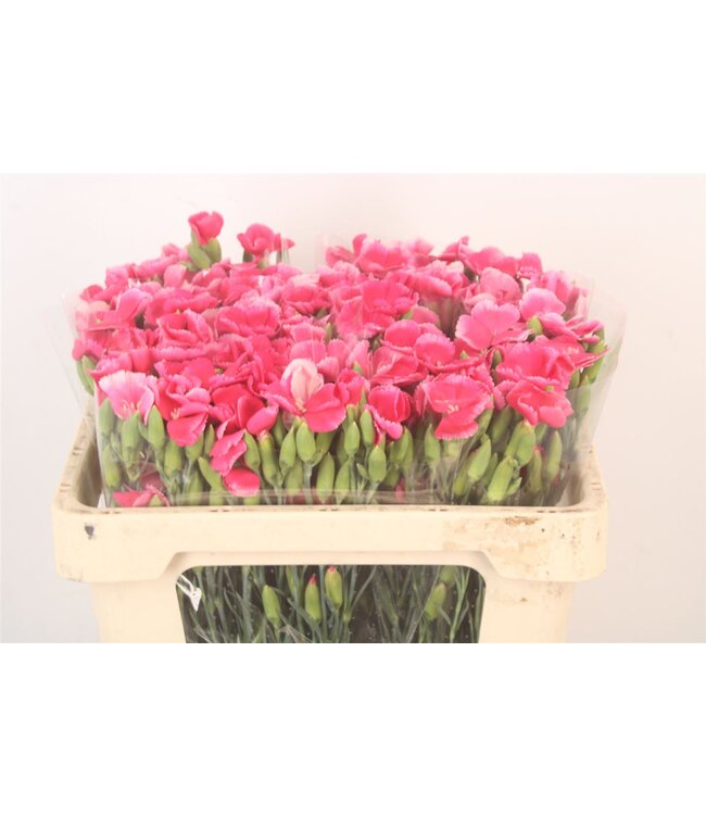 Di Symply Cherry Cerise ( x 20 )
