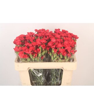 SLF Di Symply Love Red ( x 20 )