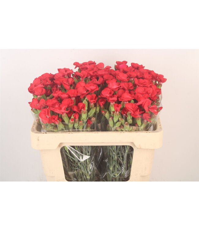 Di Symply Love Red ( x 20 )