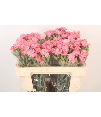 SLF Di Symply Pink Stripe ( x 20 )