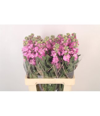 SLF Matth Iron Pink ( x 10 )
